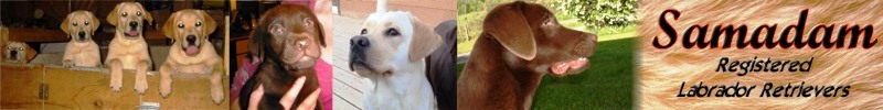 Samadam Registered Labrador Retrievers
