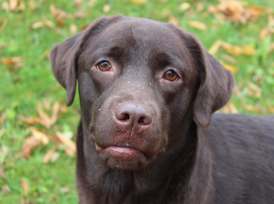 More Photos – Samadam Registered Labrador Retrievers